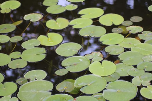 A collection of vibrant green lily pads covers the surface of a calm pond on a bright day, showcasing nature's beauty and tranquility.