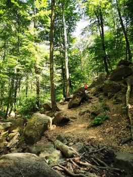 A person climbs over boulders in a lush green forest, surrounded by tall trees and dense foliage under bright sunlight, enjoying nature and adventure.