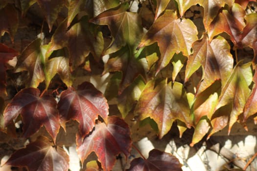 Ivy leaves display vibrant autumn colors of red, orange, and green as sunlight filters through them, creating a beautiful natural pattern in a garden setting.