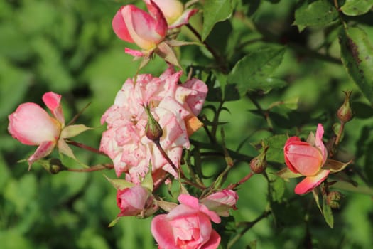 A cluster of pink roses flourishes in a lush garden, basking in sunlight. The flowers display various stages of bloom, radiating beauty and freshness.