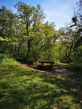A serene picnic area features a sturdy wooden table nestled among vibrant trees and grassy surroundings, inviting relaxation on a sunny day.