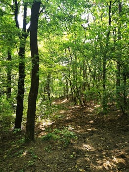 A serene forest path meanders through tall trees, bathed in sunlight and surrounded by vibrant greenery, inviting peaceful adventures in nature.