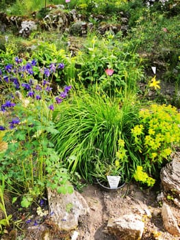 A diverse assortment of colorful flowers and verdant plants fills a well-maintained garden space, showcasing natural beauty and vitality beneath the sun.