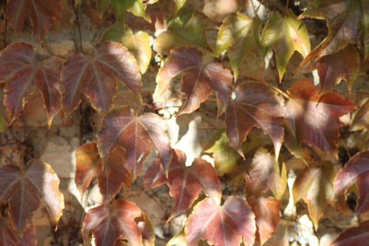 Brightly colored leaves in shades of red and green cover a wall, illuminated by sunlight. The vibrant foliage represents the beauty of autumn in a serene garden setting.