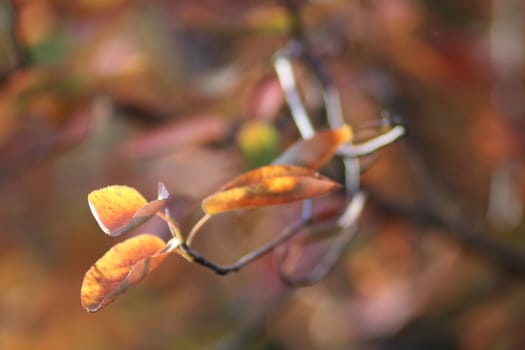 Delicate autumn leaves shimmer in golden sunlight, highlighting their vibrant colors as they cling to slender branches in a tranquil woodland setting.
