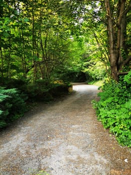 A peaceful walking path winds through dense trees and vibrant foliage, inviting visitors to explore the beauty of nature on a sunny day.