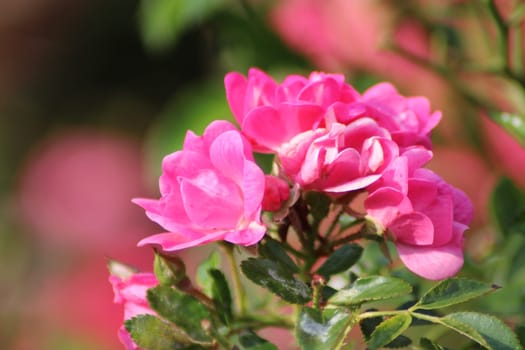 Clusters of vibrant pink roses bloom prominently among rich green leaves in a sunny garden, adding color and joy to the serene outdoor space.