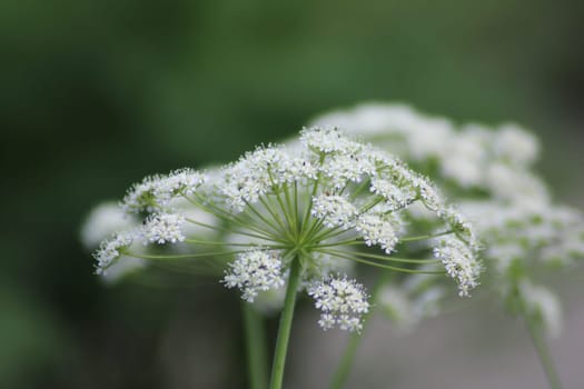 A cluster of intricate white wildflowers stands out against a blurred green background, capturing the beauty of a spring day with delicate petals.