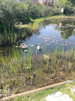 A tranquil pond features tall reeds and vibrant lily pads floating on the surface, showcasing a peaceful natural setting in a park during spring.