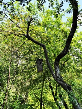 A rustic birdhouse is suspended from a sturdy branch amidst lush green foliage, illuminated by bright sunlight filtering through the leaves in a serene forest.