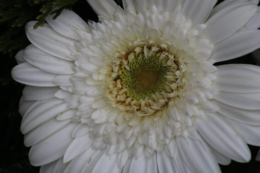 This close-up captures a blooming white daisy showcasing its intricate petals and vibrant center, symbolizing the beauty of spring in a garden setting.