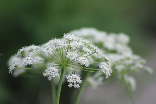 A cluster of tiny white flowers with intricate details stands out against a blurred green background, showcasing the beauty of the spring season.