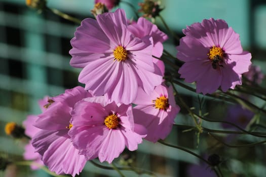 A cluster of pink cosmos flowers showcases their vibrant petals and yellow centers, thriving in a garden filled with bright sunlight and lush greenery.