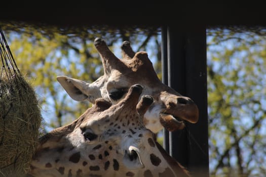 Two giraffes gracefully reach for hay in their enclosure. The sun shines brightly, casting shadows on their long necks as they enjoy their meal.