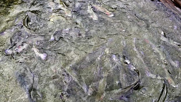 Observe a captivating and dynamic view of various fish gracefully swimming together in the shallow waters. Stock Clip