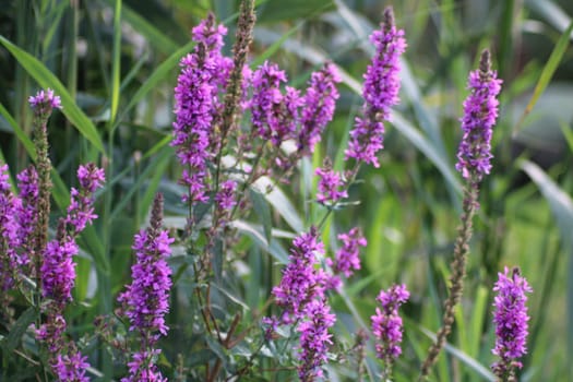 Purple wildflowers stand tall in a garden filled with vibrant foliage, enjoying the sun in late spring, creating a stunning display of color and life.