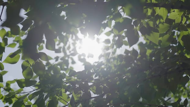 A lush green canopy made up of vibrant leaves beautifully filtering sunlight in a serene outdoor environment. Clip