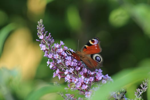 A vibrant butterfly with striking patterns lands gracefully on clusters of small pink flowers, surrounded by rich greenery under the clear sky.
