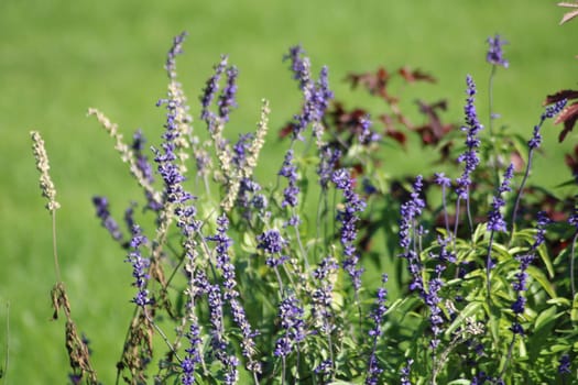 A vibrant display of wildflowers captures the essence of late spring, with purple blooms contrasting against the rich green background under a clear blue sky.