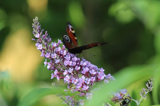 A colorful butterfly perches delicately on clusters of purple blossoms, basking in warm sunlight, surrounded by lush green foliage in a tranquil garden setting.