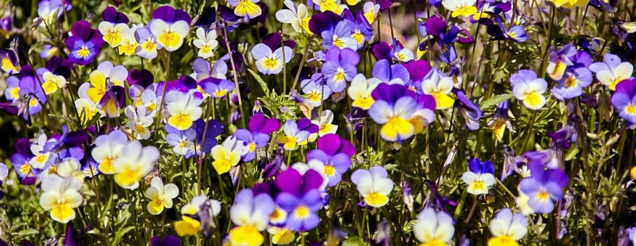 A vibrant field of wildflowers in full bloom during a sunny summer day. The flowers are a mixture of purple, blue, yellow, and white, and they are all in various stages of bloom. The image captures the beauty and diversity of nature in the summertime.