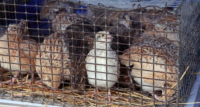 A group of quails huddled together inside a wire mesh cage on a farm. The quails are various shades of brown and white and are standing on a layer of straw. The cage is in need of repair and is rusty.