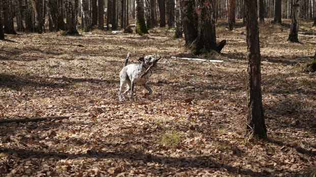 This engaging video features a spirited Dalmatian joyfully navigating a lush forest, running energetically with a stick and exploring its vibrant surroundings