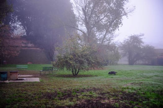 Black dog walking on grass in a park with benches and trees on a foggy day