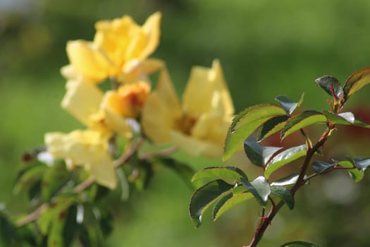 Bright yellow flowers flourish amidst vibrant green leaves in a garden, illuminated by gentle sunlight that enhances their beauty and warmth.