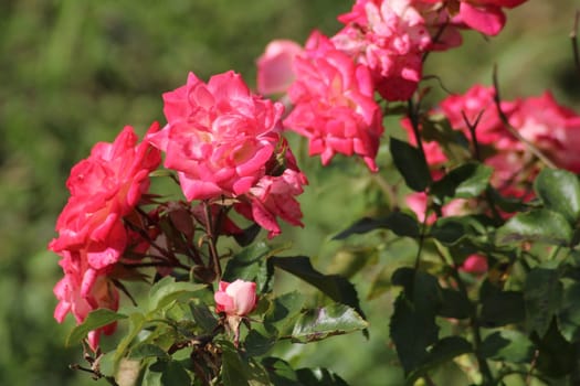 A cluster of beautiful pink roses flourishes in a vibrant garden, basking in the sunlight of a warm afternoon, adding color and life to the surroundings.