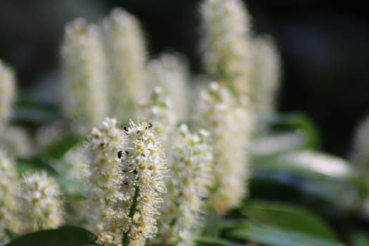 Clusters of white flowers flourish in a vibrant garden, showcasing their delicate petals and inviting bees during a sunny day in springtime.