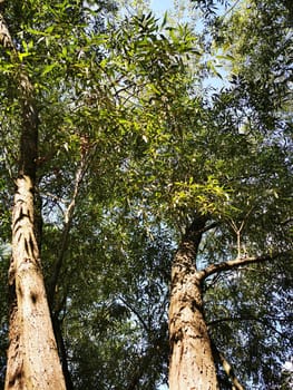Towering trees with thick trunks and dense foliage stretch upward, basking in sunlight amidst a vibrant green forest atmosphere.