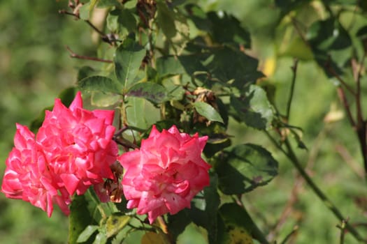 The vibrant pink roses showcase their full blooms amidst lush greenery in the garden, creating a serene and colorful atmosphere on a sunny day.
