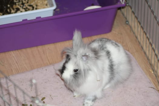 This fluffy rabbit is curiously exploring its indoor habitat filled with bedding and a litter box while enjoying the afternoon light.
