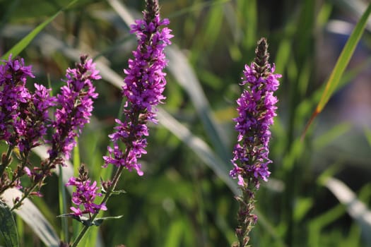Bright purple wildflowers stand tall in a sunny meadow, surrounded by rich green foliage, showcasing the beauty of nature in late spring.
