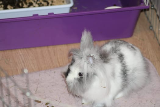 A fluffy rabbit with gray and white fur curiously explores its vibrant habitat, which includes a litter box and soft bedding, creating a playful atmosphere.