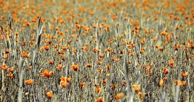 A vast field is covered with vibrant orange wildflowers, swaying gently in the breeze under the warm spring sun, creating a stunning natural landscape filled with life.
