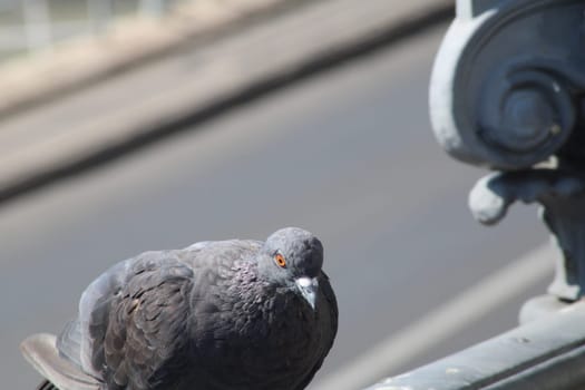 A pigeon looks directly at the camera while resting on a railing in an urban area, showcasing its feathers and bright orange eye against a blurred background.
