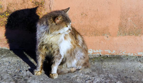 A serene feline companion sits quietly in a sunlit corner, basking in the warm glow of the afternoon light. Its soft fur, a blend of earthy tones, contrasts beautifully against the dull pink wall behind it. The long hair catches glimmers of sunlight, creating a relaxed and tranquil atmosphere.