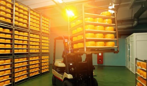 Workers maneuver through a cheese storage facility stacked high with golden wheels, preparing for distribution while sunlight streams through the space.
