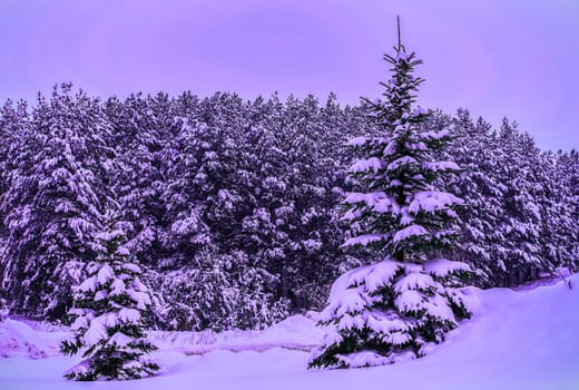 Two evergreen trees are blanketed in fresh snow, set against a dense forest under a twilight sky.