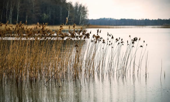 Calm water reflects tall reeds at a quiet lake in the early morning, featuring a backdrop of trees along the far shore.