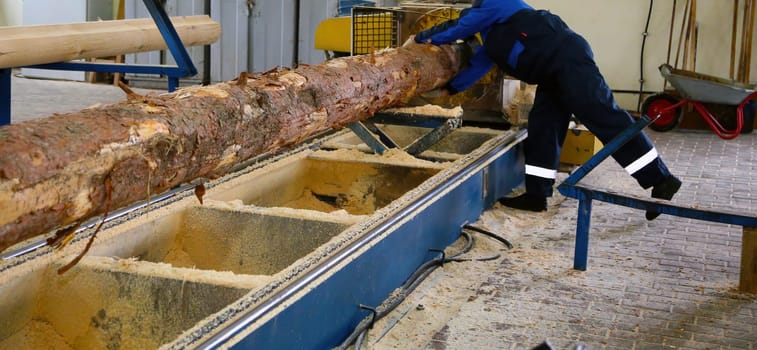 A skilled worker is pushing a long log through a milling machine in a workshop, creating wooden planks from raw material.