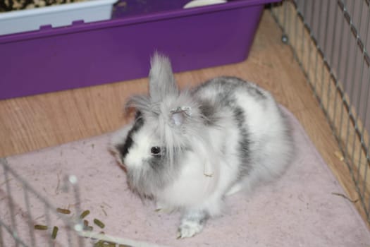 A comfortable rabbit explores its enclosure, showcasing soft fur with distinctive patterns, basking in a warm indoor environment with bedding and toys nearby.