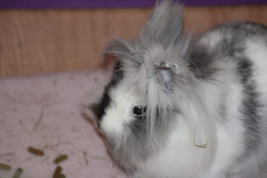 A fluffy rabbit with striking gray and white fur is curiously observing its environment, surrounded by soft bedding and small treats on the ground.