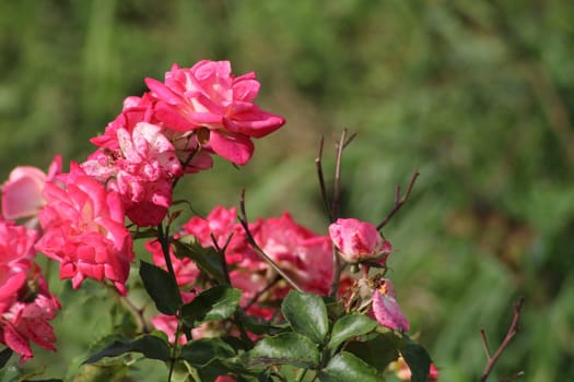 Clusters of bright pink roses are flourishing in a verdant garden. The flowers are in full bloom under the warm sun, creating a lively atmosphere.