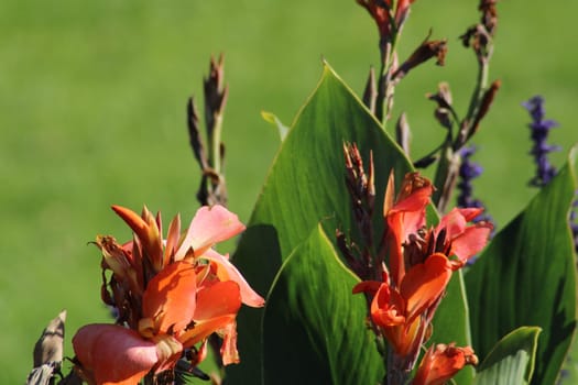 Vibrant orange flowers with lush green leaves are thriving in the garden, showcasing their beauty under the bright sunlight during a warm spring afternoon.