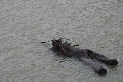 A weathered log drifts in tranquil waters, partially submerged and gracefully surrounded by soft ripples under a clear sky. The peacefulness of the scene invites contemplation.