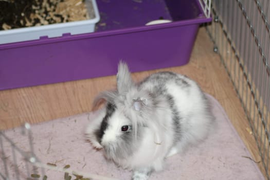 A fluffy rabbit with unique markings curiously moves around a comfortable indoor cage, surrounded by bedding, a litter box, and some scattered toys.