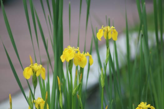 Bright yellow flowers stand tall amidst lush green grass along a tranquil pathway, basking in the warm sunlight of a beautiful summer afternoon.